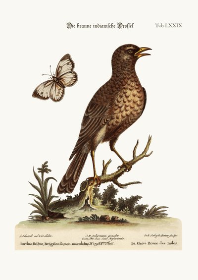 The Brown Indian Thrush by George Edwards